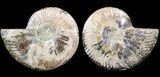 Cut & Polished Ammonite Fossil - Crystal Pockets #42503-1
